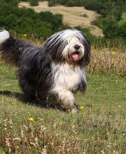 Bearded Collie 05