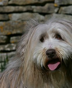 Bearded Collie 06