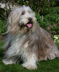 Bearded Collie 07