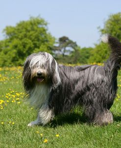 Bearded Collie 18