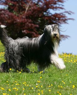 Bearded Collie 19