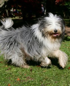 Bearded Collie 20