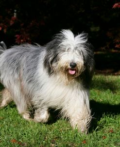 Bearded Collie 22