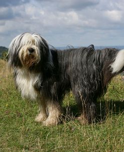 Bearded Collie 23