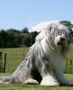 Bearded Collie 15