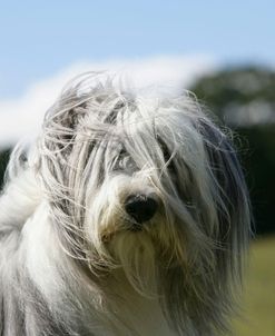 Bearded Collie 16