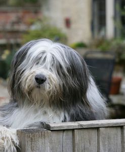 Bearded Collie 17