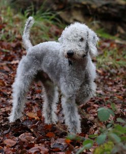 Bedlington Terrier 03