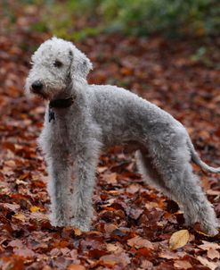 Bedlington Terrier 04