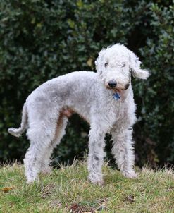 Bedlington Terrier 06