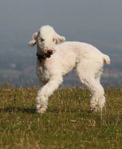 Bedlington Terrier 07