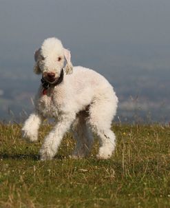 Bedlington Terrier 08