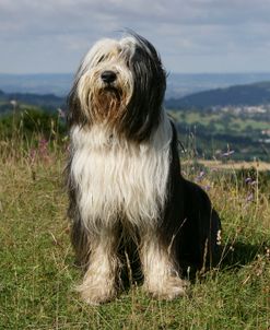 Bearded Collie 24