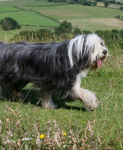 Bearded Collie 25