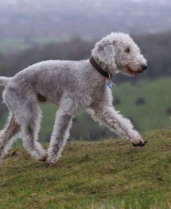 Bedlington Terrier 01