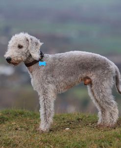 Bedlington Terrier 02