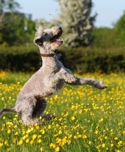 Bedlington Terrier 13