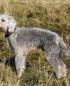 Bedlington Terrier 14