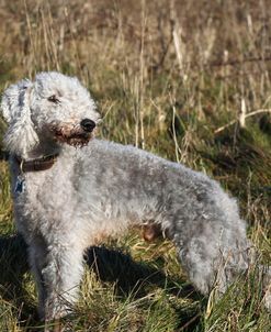 Bedlington Terrier 15