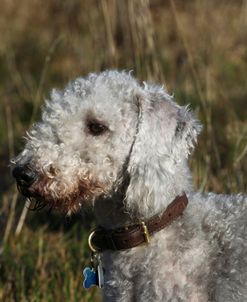 Bedlington Terrier 16