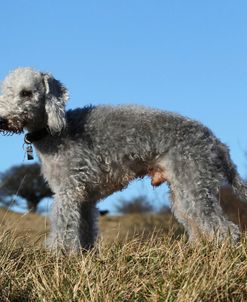 Bedlington Terrier 17