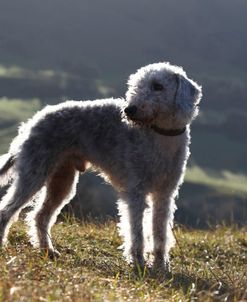 Bedlington Terrier 18
