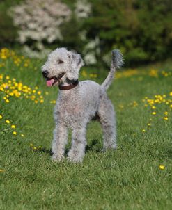 Bedlington Terrier 09