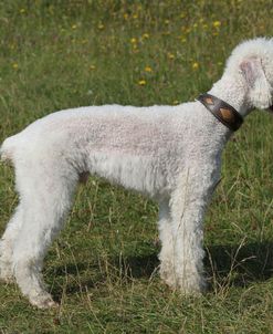 Bedlington Terrier 10