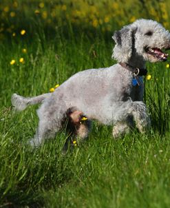 Bedlington Terrier 11