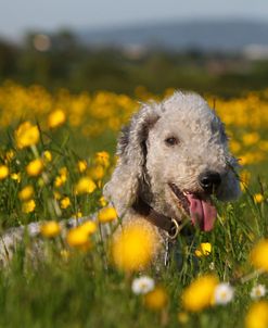 Bedlington Terrier 12