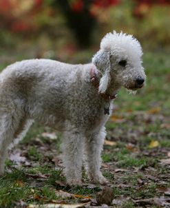 Bedlington Terrier 23