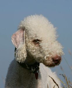 Bedlington Terrier 24