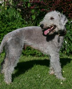 Bedlington Terrier 25