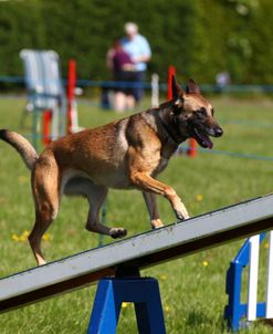 Belgian Malanois Shepherd 02