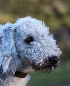 Bedlington Terrier 19