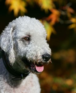 Bedlington Terrier 20
