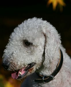 Bedlington Terrier 21