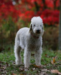 Bedlington Terrier 22