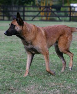 Belgian Malanois Shepherd 09