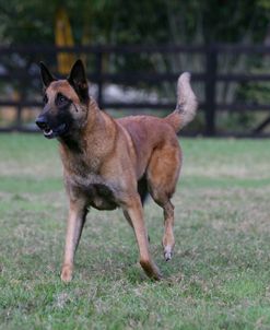 Belgian Malanois Shepherd 10