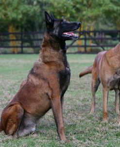 Belgian Malanois Shepherd 11