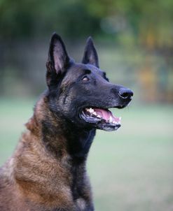 Belgian Malanois Shepherd 12