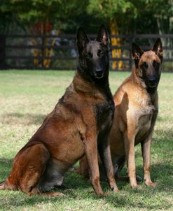 Belgian Malanois Shepherd 13