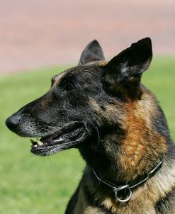 Belgian Malanois Shepherd 05