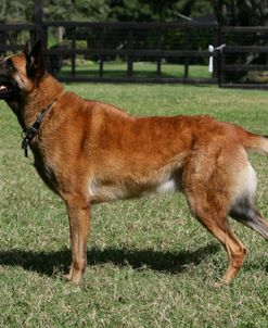 Belgian Malanois Shepherd 06