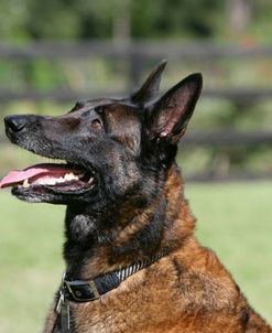 Belgian Malanois Shepherd 07