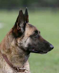 Belgian Malanois Shepherd 18