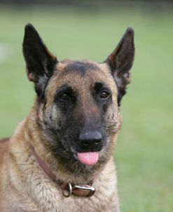 Belgian Malanois Shepherd 19