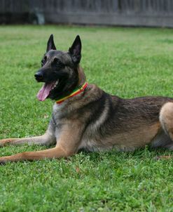 Belgian Malanois Shepherd 20