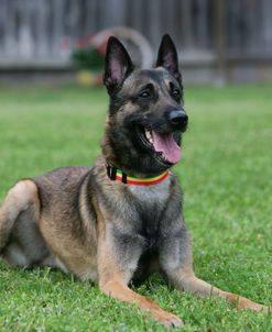 Belgian Malanois Shepherd 21